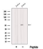 Heavy chain of IgG4 Polyclonal Antibody