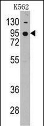 CDH7 Antibody in Western Blot (WB)