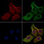 IL-17F Antibody in Immunocytochemistry (ICC/IF)