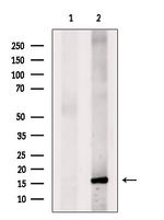 IL-17F Antibody in Western Blot (WB)