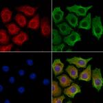 IL4I1 Polyclonal Antibody