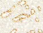IL4I1 Antibody in Immunohistochemistry (Paraffin) (IHC (P))