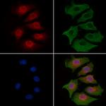 ILF3 Polyclonal Antibody