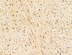 Importin 7 Antibody in Immunohistochemistry (Paraffin) (IHC (P))