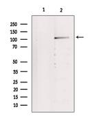 IDE Polyclonal Antibody