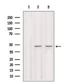 IRF2 Polyclonal Antibody