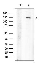 Jagged1 Polyclonal Antibody