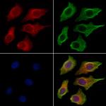 Kallikrein 9 Polyclonal Antibody