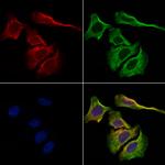 Kappa Light Chain Polyclonal Antibody