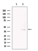 CSNK1A1L Antibody in Western Blot (WB)