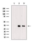 CSNK1A1L Antibody in Western Blot (WB)