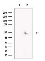 KCNK2 Antibody in Western Blot (WB)