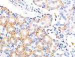 KCNK5 Antibody in Immunohistochemistry (Paraffin) (IHC (P))