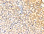 KCNK5 Antibody in Immunohistochemistry (Paraffin) (IHC (P))
