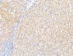 KCNK5 Antibody in Immunohistochemistry (Paraffin) (IHC (P))