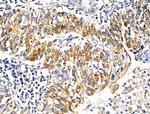 KCNK9 Antibody in Immunohistochemistry (Paraffin) (IHC (P))