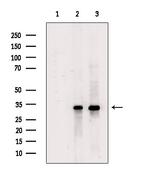 KCNMB3 Antibody in Western Blot (WB)