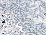 JMJD2B Antibody in Immunohistochemistry (Paraffin) (IHC (P))