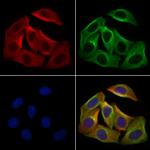 KGF Polyclonal Antibody