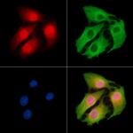 KHDRBS3 Polyclonal Antibody