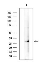 KHDRBS3 Antibody in Western Blot (WB)