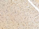 KIAA0701 Antibody in Immunohistochemistry (Paraffin) (IHC (P))