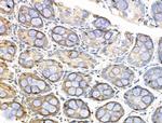 KIAA0701 Antibody in Immunohistochemistry (Paraffin) (IHC (P))