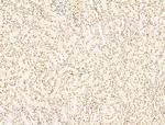 KLF2 Antibody in Immunohistochemistry (Paraffin) (IHC (P))