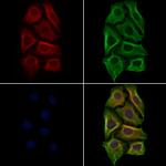 Laminin Polyclonal Antibody