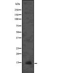 LAMTOR3 Polyclonal Antibody
