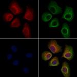 LRRC7 Polyclonal Antibody