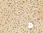 Lass2 Antibody in Immunohistochemistry (Paraffin) (IHC (P))