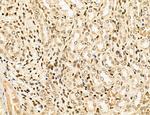 Lass2 Antibody in Immunohistochemistry (Paraffin) (IHC (P))