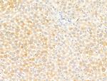 Lefty Polyclonal Antibody