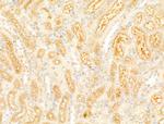 LIF Antibody in Immunohistochemistry (Paraffin) (IHC (P))