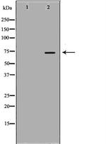 LIMK2 Polyclonal Antibody