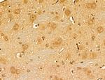 LPO Antibody in Immunohistochemistry (Paraffin) (IHC (P))