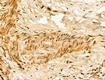 LPO Antibody in Immunohistochemistry (Paraffin) (IHC (P))