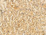 LPO Antibody in Immunohistochemistry (Paraffin) (IHC (P))