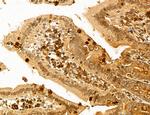 LPO Antibody in Immunohistochemistry (Paraffin) (IHC (P))