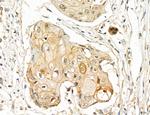 LPO Antibody in Immunohistochemistry (Paraffin) (IHC (P))