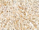 LPO Antibody in Immunohistochemistry (Paraffin) (IHC (P))