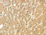 LPO Antibody in Immunohistochemistry (Paraffin) (IHC (P))