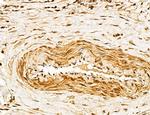 LPO Antibody in Immunohistochemistry (Paraffin) (IHC (P))