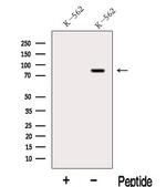 LPO Antibody in Western Blot (WB)