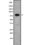 LSS Antibody in Western Blot (WB)