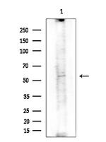 LSS Antibody in Western Blot (WB)