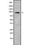 LZTR1 Antibody in Western Blot (WB)