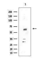 LZTR1 Antibody in Western Blot (WB)
