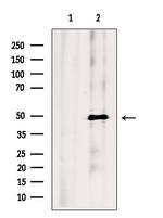 MAEL Polyclonal Antibody